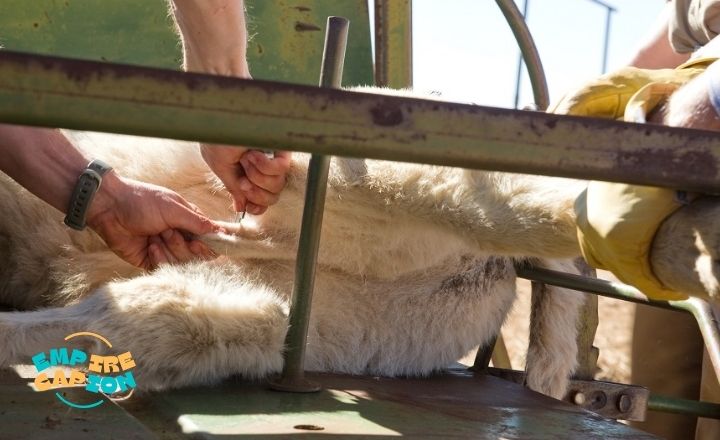 Animal Welfare & Shelter Awareness