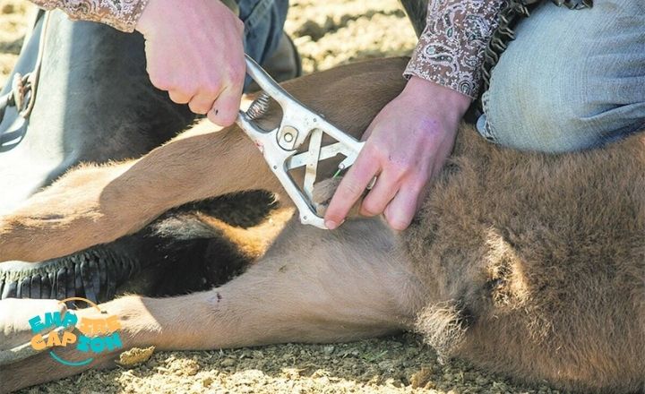 Castration Captions